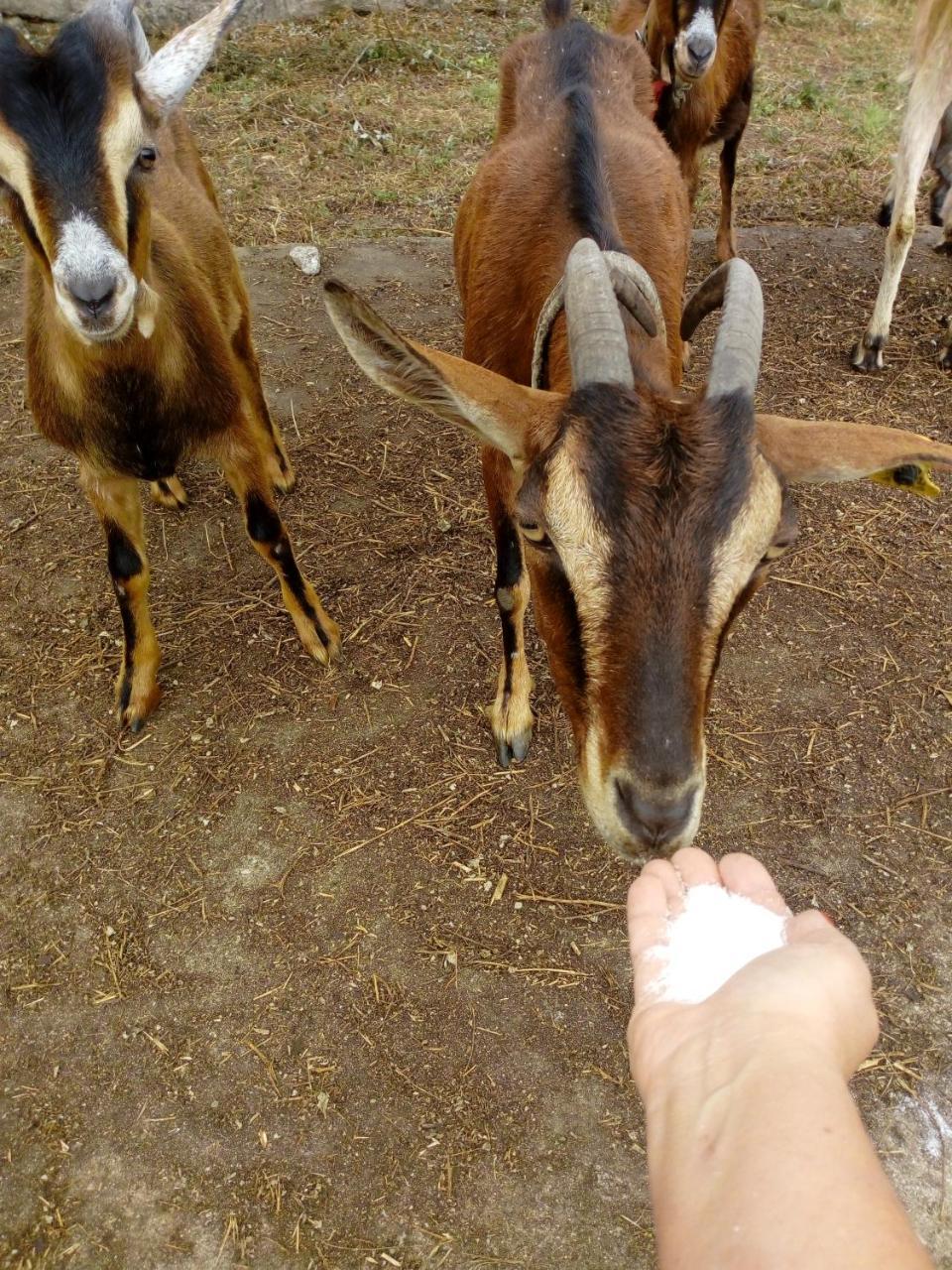 No Meio Da Natureza - Turismo No Espaco Rural Vila Nova de Famalicão Zewnętrze zdjęcie